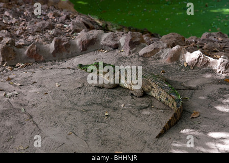 Coccodrilli in Kachikally Crocodile Pool, Bakau, la gamba, Africa occidentale Foto Stock