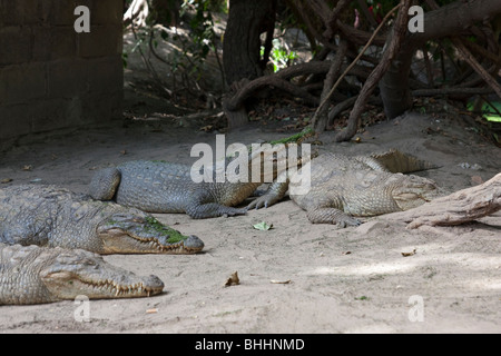 Coccodrilli in Kachikally Crocodile Pool, Bakau, la gamba, Africa occidentale Foto Stock