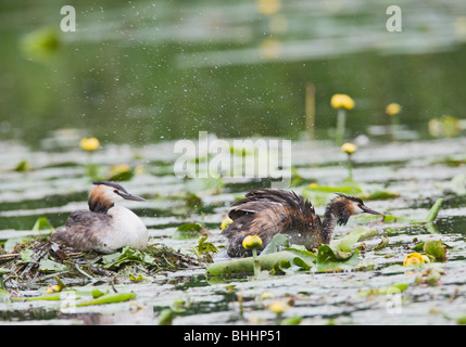 Svasso maggiore (Podiceps christatus) Coppia a nido nel water lilies Foto Stock