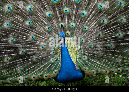 Primo piano di un pavone con le piume completamente esteso. Foto Stock