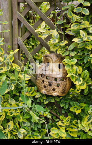 Inverno superriduttore (euonymus fortunei 'Emerald'n'oro") con il gufo figura. design: marianne e detlef lüdke Foto Stock