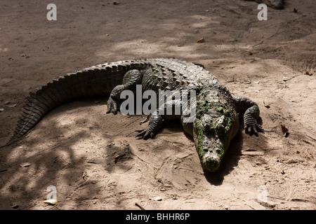 Coccodrilli in Kachikally Crocodile Pool, Bakau, la gamba, Africa occidentale Foto Stock