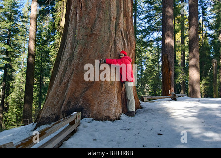 Tree Hugger. Sequoia gigante di alberi di Tuolumne Grove nel Parco Nazionale di Yosemite. Foto Stock