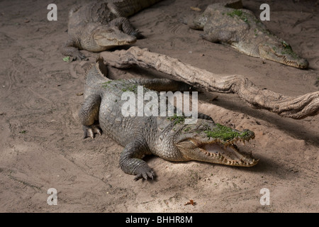 Coccodrilli in Kachikally Crocodile Pool, Bakau, la gamba, Africa occidentale Foto Stock