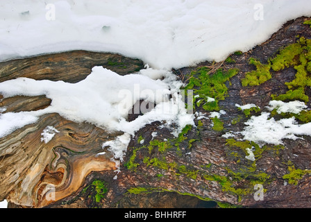 In prossimità di una sequoia gigante di alberi di Tuolumne Grove nel Parco Nazionale di Yosemite con MOSS e neve. Foto Stock