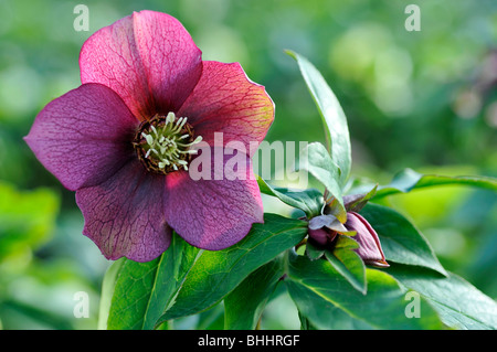 Helleborus orientalis, comunemente noto come hellebores o rosa quaresimale. Helleborus comprendono oltre 20 specie. Molte specie sono velenosi. Foto Stock