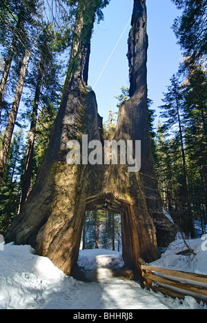 Sentiero escursionistico attraverso un sentiero intagliato fuori di un gigantesco albero di sequoia di Tuolumne Grove nel Parco Nazionale di Yosemite. Foto Stock