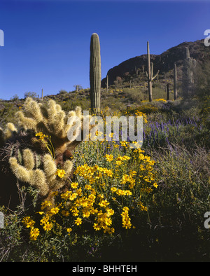 ARIZONA - Brittlebush in fiore tra i saguaro e cholla cactus Picacho sotto il picco a picco Picacho parco dello stato. Foto Stock