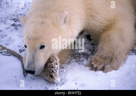 Orso polare (ursus maritimus), nearchurchill, Manitoba, Canada. famoso come uno dei migliori luoghi per visualizzare gli orsi polari. Foto Stock