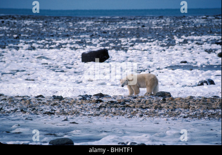 Orso polare (ursus maritimus), nearchurchill, Manitoba, Canada. famoso come uno dei migliori luoghi per visualizzare gli orsi polari. Foto Stock