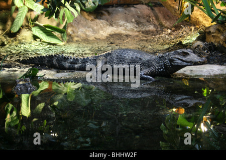 Cuvier del Caimano Nana Paleosuchus palpebrosus Foto Stock