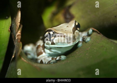 Amazon latte Trachycephalus Rana resinifictrix Foto Stock