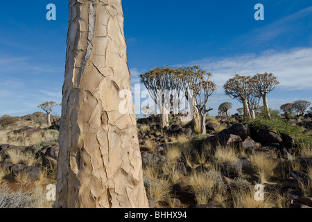 Faretra Tree (Aloe dichotoma) foresta vicino a Keetmanshoop in Namibia Foto Stock