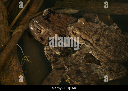 Accoppiamento comune europeo toads, Bufo bufo, in uno stagno a Rygge, Østfold, Norvegia. Foto Stock