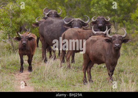 Mandria di bufali nelle pianure africane Foto Stock