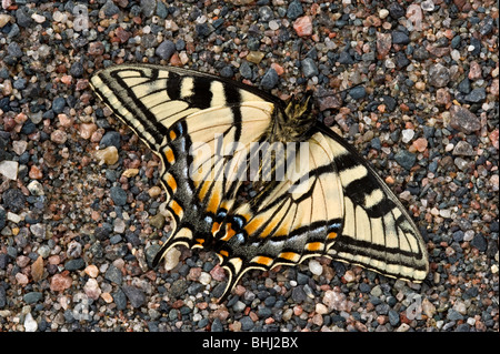 Morto tiger canadese a coda di rondine (farfalla Papilio canadensis) giacente sulla ghiaia stradale Foto Stock
