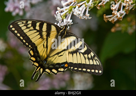 Tiger canadese a coda di rondine (Papilio canadensis) Nectaring sulla boccola di lilla Foto Stock