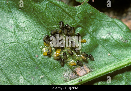 Panciuta emerald beetle (Gastrophysa viridula: Chrysomelidae) larve che si schiudono e mangiare le loro uova-gusci REGNO UNITO Foto Stock