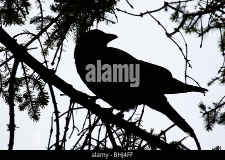 American crow (Corvus brachyrhynchos) Tofino BC, Canada. Foto Stock