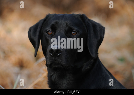 Un labrador nero Foto Stock