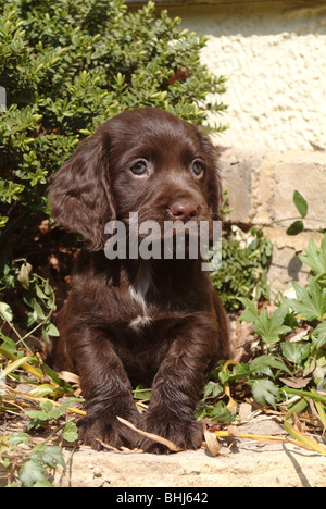 Un cocker spaniel Foto Stock