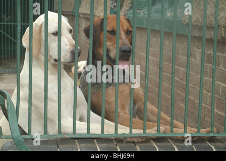 Due cani in un canile Foto Stock