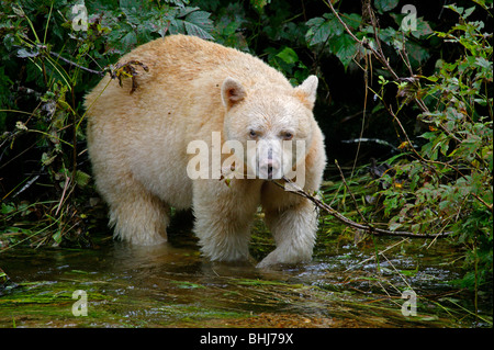Kermode bear, o spirito di Orso (Ursus americanus kermodei) su un flusso remoto nel nord della British Columbia, Canada, vicino Gribble Isola Foto Stock