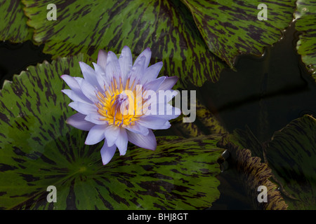 Nymphaeae, Nymphaea sp. Ibrido, giglio d'acqua in un giardino botanico stagno, mostrando riflessione, piante acquatiche tenere flora asiatica & Fauna in Thailandia. Foto Stock