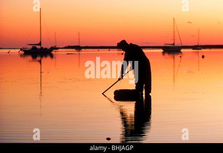 Uomo con tubazione di scavare per le vongole in baia vetroso acque al largo di Cape Cod, Massachusetts in Nuova Inghilterra Foto Stock
