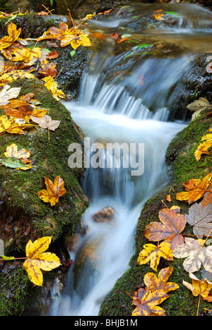 Bella cascata di autunno tra le rocce Foto Stock