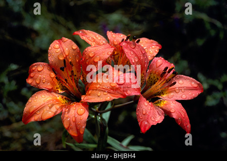 Giglio di legno (Lilium philadelphicum) in Bloom - rosso fiori selvatici / fiori selvatici che fiorisce in primavera, BC, British Columbia, Canada Foto Stock