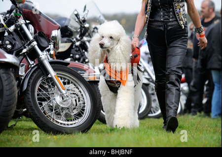 Un barboncino cane a bikers rally in Weston-Super-Mare Regno Unito Foto Stock