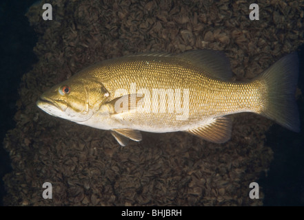 Un Smallmouth Bass pesce, 'Micropterus dolomieu" nuota nella parte anteriore della zebra mussel coperti posti. Foto Stock