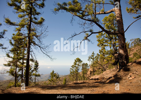 Il Inagua riserva forestale in Cumbres o altipiani di Gran Canaria. Un telecomando e area isolata che è altamente inaccessibile. Foto Stock