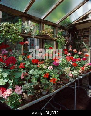 Rosso e gerani rosa in vasi su scaffalature in serra Foto Stock