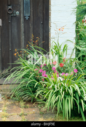 Close-up di montbretia arancione e rosa impatiens cresce nelle regioni di frontiera accanto al vecchio porta anteriore Foto Stock