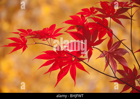 Giapponese di foglie di acero in autunno Foto Stock