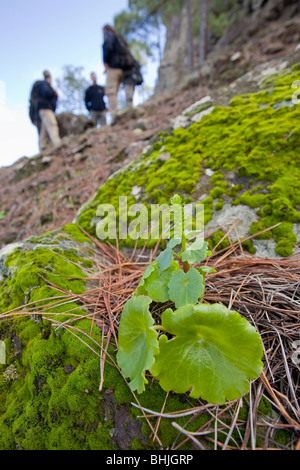 Il Inagua riserva forestale in Cumbres o altipiani di Gran Canaria. Un telecomando e area isolata che è altamente inaccessibile. Foto Stock