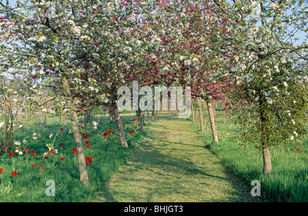 Tulipani rossi in vetro a lungo sotto alberi di mele con il bianco e il rosso blossom su entrambi i lati del percorso di erba in giardino di campagna in primavera Foto Stock