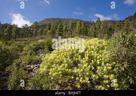 Il Inagua riserva forestale in Cumbres o altipiani di Gran Canaria. Un telecomando e area isolata che è altamente inaccessibile. Foto Stock