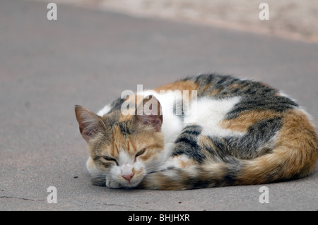 Cat dormire in strada Foto Stock