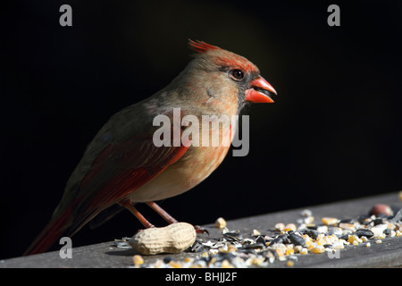 Il Cardinale settentrionale, Cardinalis cardinalis, femmina mangiare semi di uccello Foto Stock
