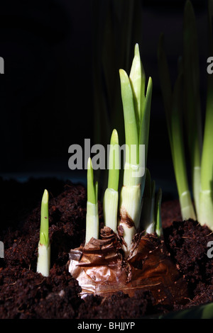 Lampadine Paperwhite germogliazione, Narcissus tazetta Foto Stock