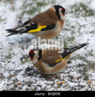 Due carabine che si nutrono di semi più nigeri nella neve Foto Stock