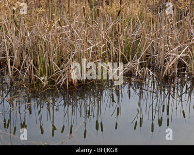 Bullrushes Typha latifolia Foto Stock