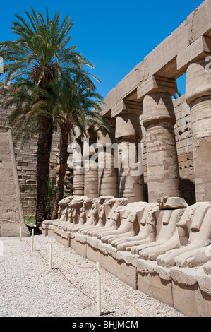 Sfingi dalla testa d'ariete nel grande piazzale antistante, Tempio di Karnak complessa Foto Stock