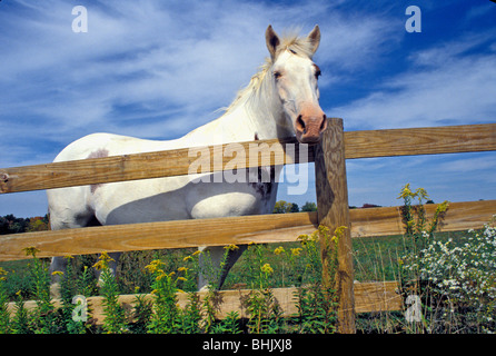 Quarter Horse guardando oltre il recinto da prato con fioritura di senape selvatica fiori Foto Stock