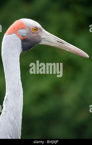 Gru Brolga, o nativi Companion (Grus rubicunda). Le zone umide a nord e a est dell'Australia. Foto Stock