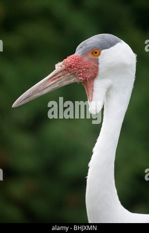 Wattled gru Grus (Bugeranus carunculatus). Ritratto di testa, mostrando bargigli appeso al di sotto di mandibola inferiore. Foto Stock