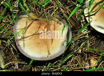 Lepista nuda fungo Foto Stock